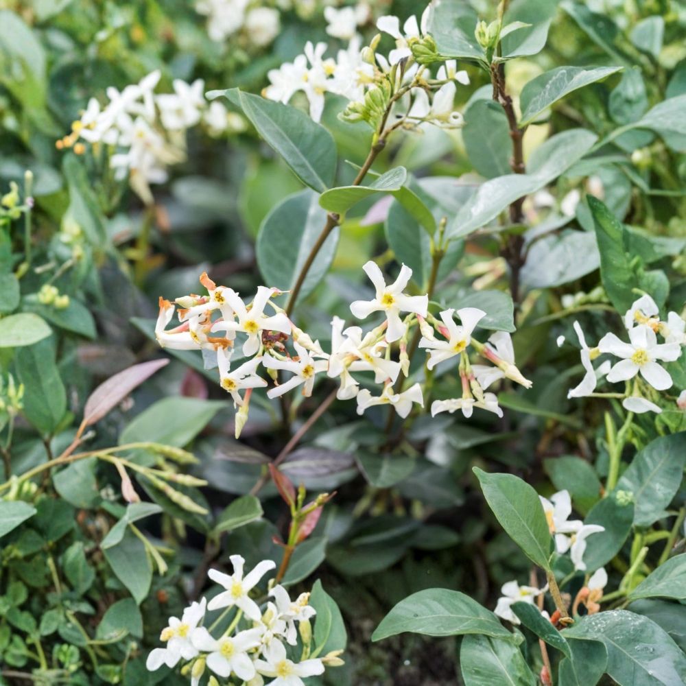 Asiatic Jasmine Minima Plant – Trachelospermum asiaticum Evergreen Groundcover in Quart Pot