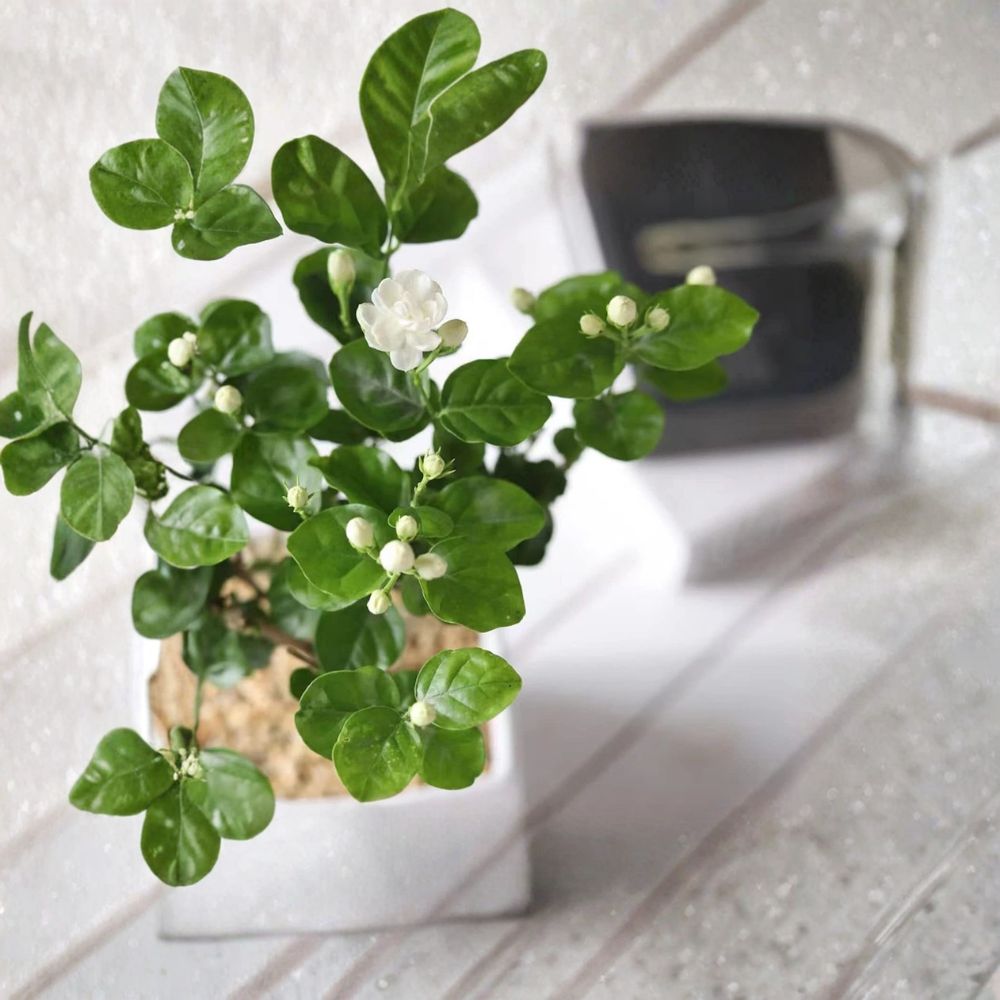 Climbing Jasmine Seeds – 100+ Pack Fragrant White Flower Vine for Indoor & Outdoor Gardens