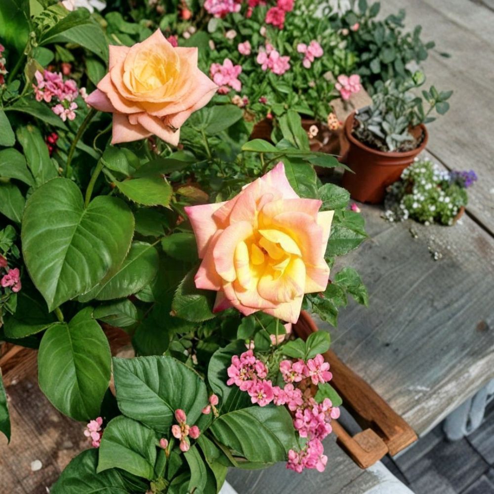 Jacob's Robe Climbing Rose - 1 Gallon Live Plant with Large Double Yellow Pink Red Blooms