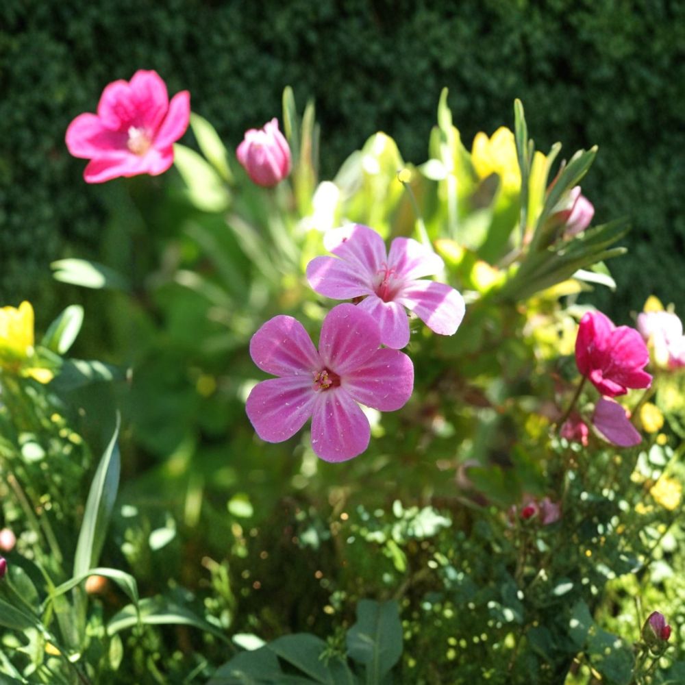 Herb Robert Seeds – Geranium robertianum | Shade-Loving Edible & Pollinator-Friendly Woodland Flowers