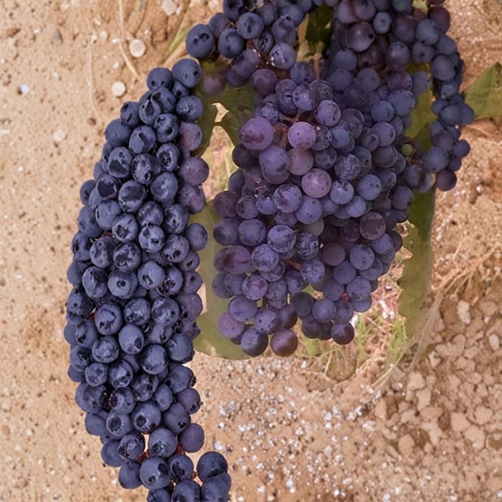 Zinfandel Wine Grape Vine - 3 Gallon Self-Fertile Live Plant for Home Vineyard