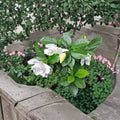 Gardenia Seeds – Gardenia jasminoides Cape Jasmine | 100 Seeds | Fragrant White Flowering Shrub