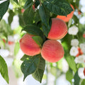 Babcock White Honey Peach Tree – 3 Ft Bare Root Prunus persica | Sweet Low Acid Freestone Peach
