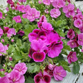 Martha Washington Geranium Cuttings – 6 Organic Rose Pink Pelargonium Cuttings for Patio & Indoor Growing