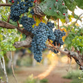 Valiant Grape Plant – Cold Hardy Concord Flavor, Early Ripening Vitis spp. Live Vine