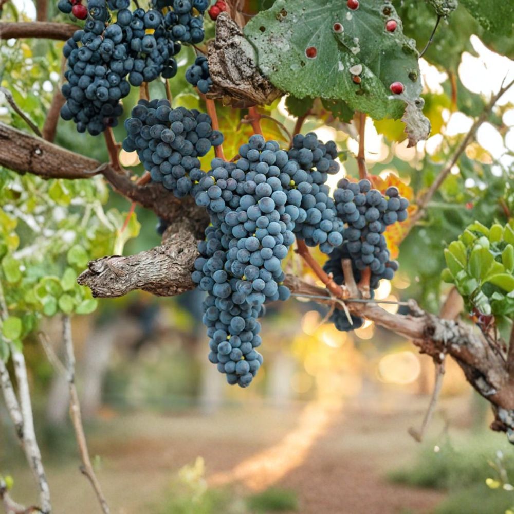 Valiant Grape Plant – Cold Hardy Concord Flavor, Early Ripening Vitis spp. Live Vine