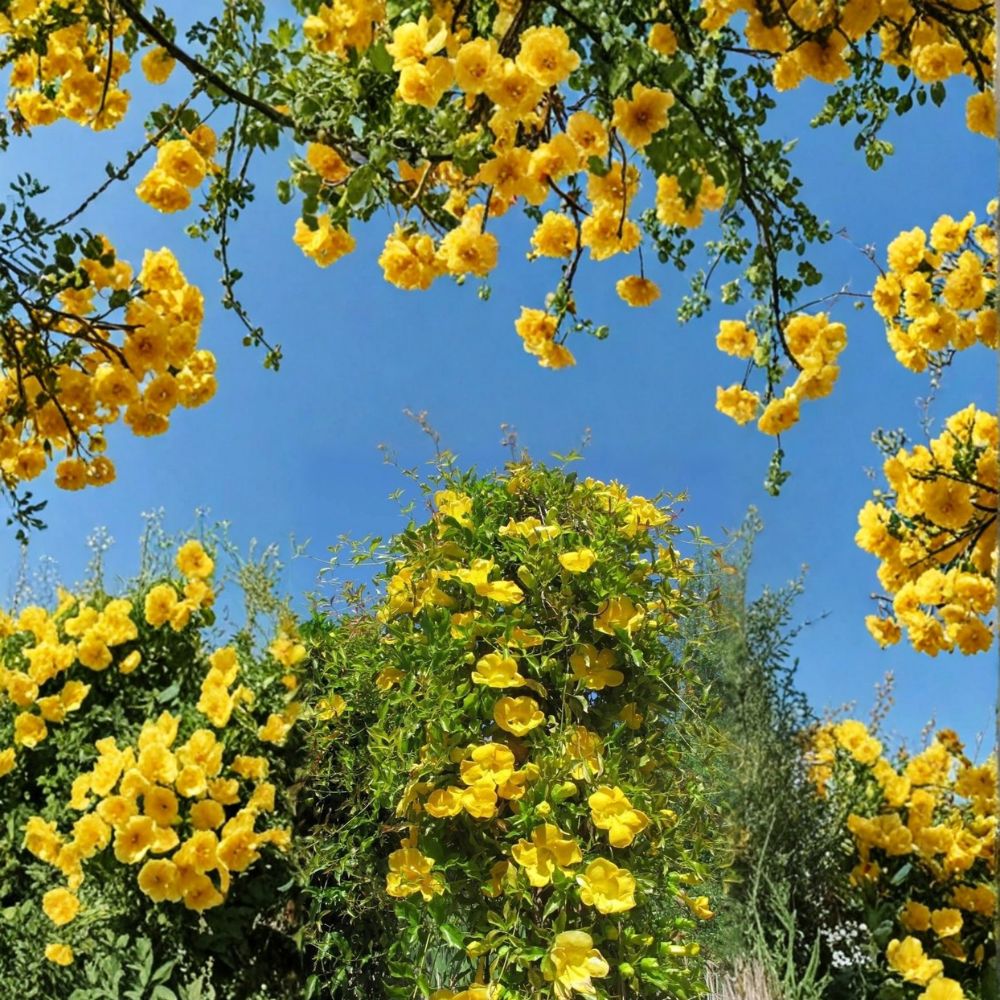Yellow Jasmine Plant – Gelsemium sempervirens Live Starter | Carolina Jessamine Vine