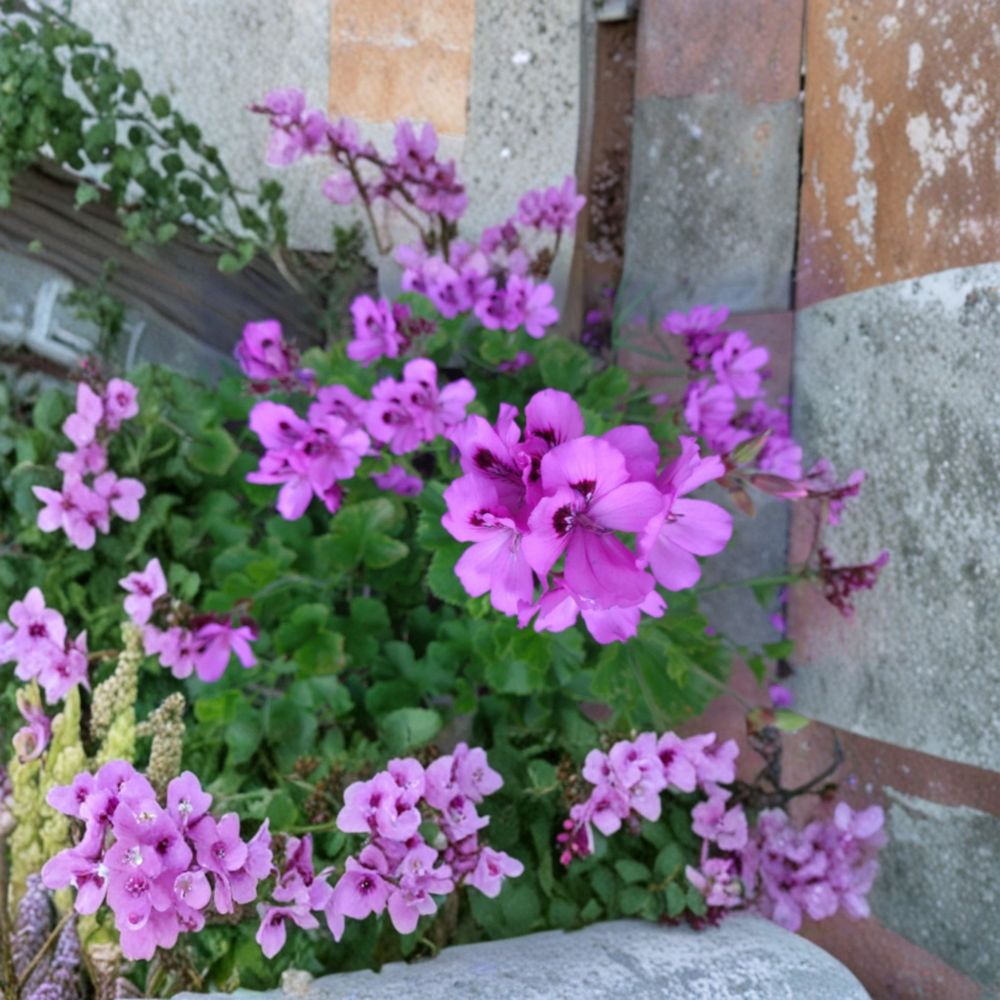 Purple Regal Geranium Cuttings – Pelargonium x domesticum Live Unrooted Plants | 3 Healthy 6 Inch Cuttings