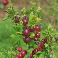 Jeanne Gooseberry Live Rooted Plant | Sweet Red Gooseberry Shrub | Zones 3-7