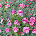 Pink & White Regal Geranium Cuttings - 2 Live Pelargonium Starters with Exotic Orchid-Like Blooms