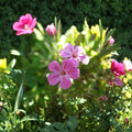 Herb Robert Seeds – Geranium robertianum | Shade-Loving Edible & Pollinator-Friendly Woodland Flowers