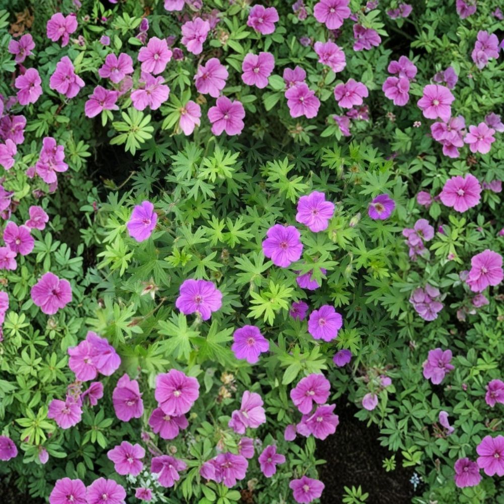 Organic Wild Geranium Bare Roots – 3 Cranesbill Geranium maculatum Native Perennials