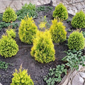 Sunkist Arborvitae Live Plant | 1 Quart Grow Bag | Golden Evergreen Shrub | Thuja occidentalis ‘Sunkist’ for Landscaping