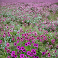 Bressingham Flair Geranium Seeds – 25+ Premium Flower Seeds for Patio & Balcony