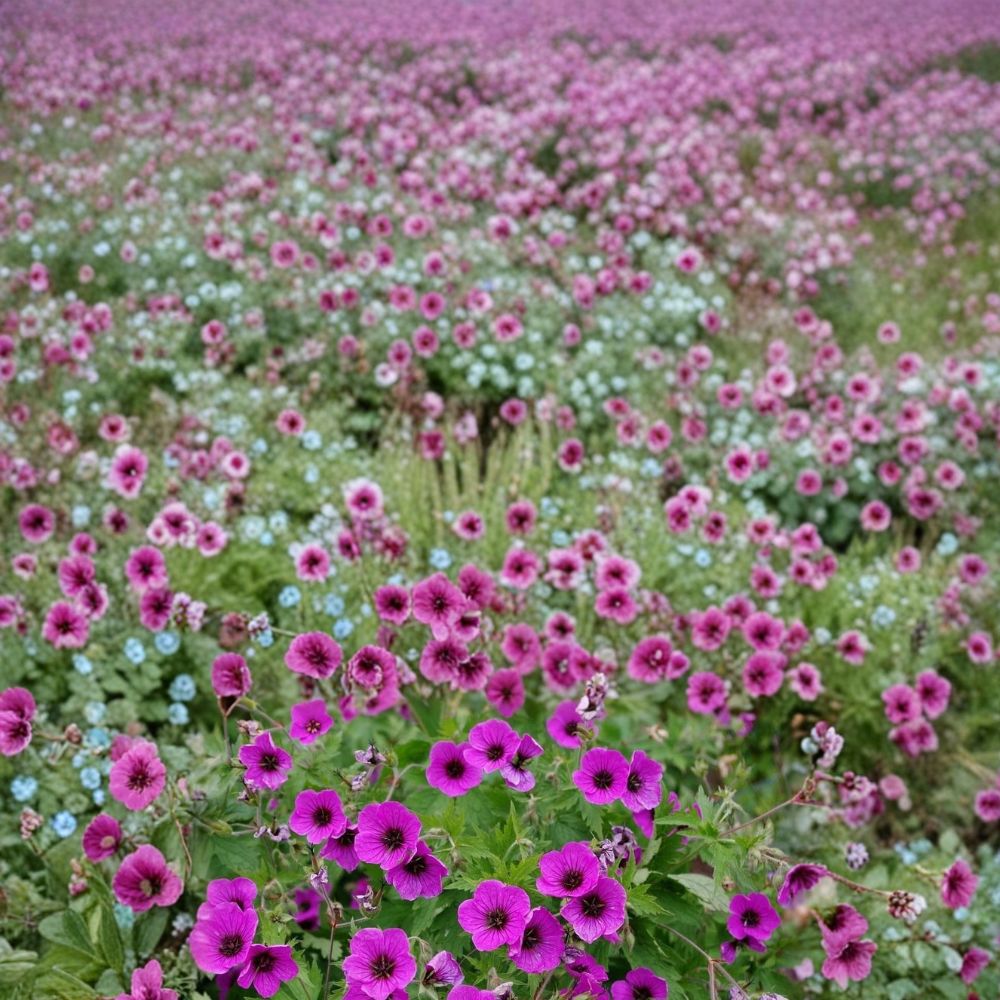 Bressingham Flair Geranium Seeds – 25+ Premium Flower Seeds for Patio & Balcony