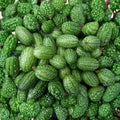 Mexican Sour Gherkin Seeds – Melothria scabra Heirloom | 50 Organic Non-GMO Cucamelon Seeds