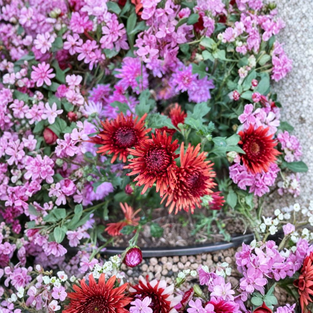 Autumn Ruby Chrysanthemum 2-Pack – Deep Red Large Bloom Perennial Plants | Cold Hardy 4-6 Inch Potted Mums