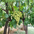 Diamond Muscat Seedless Grape Cuttings – 5 Pack | Muscat Table Grape Propagation | US Seller