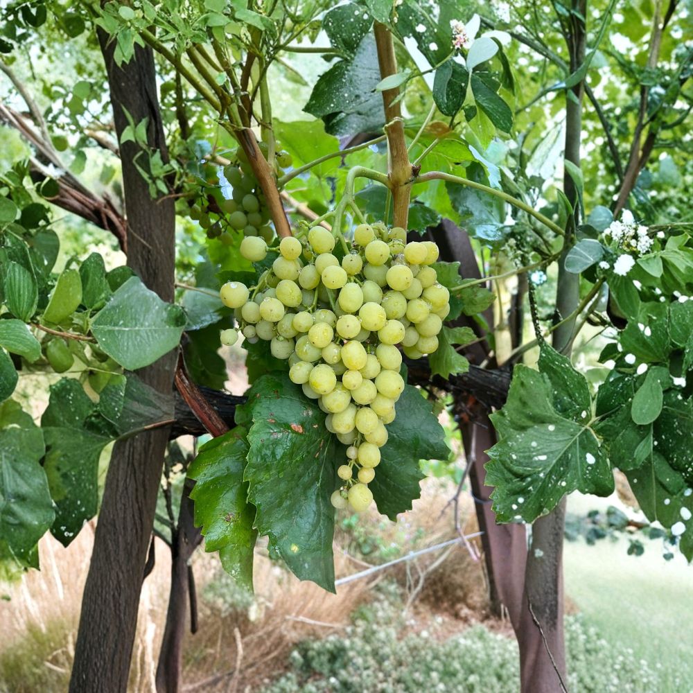 Diamond Muscat Seedless Grape Cuttings – 5 Pack | Muscat Table Grape Propagation | US Seller