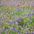 Pratense Geranium Seeds – 25+ Hardy Meadow Cranesbill Perennial Flowers