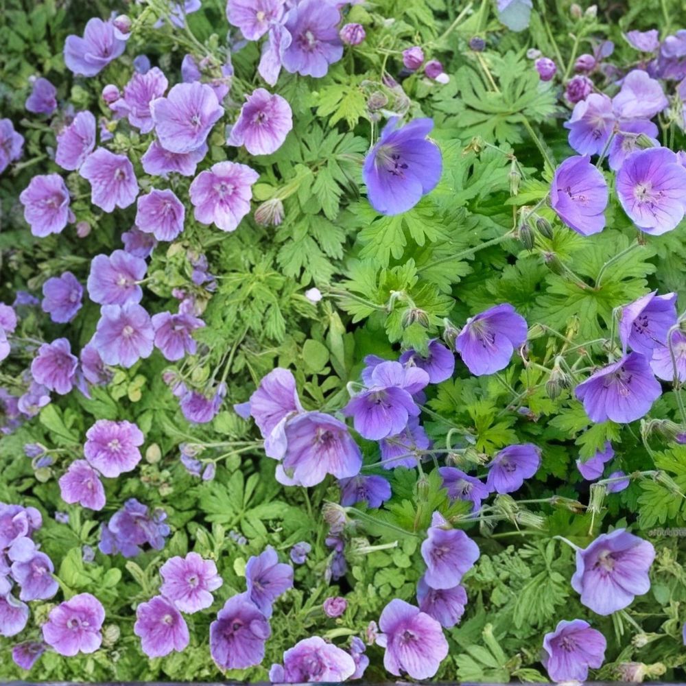Gravetye Geranium Seeds – 25+ Premium Pelargonium Flower Seeds for Colorful Garden Blooms