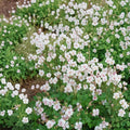 Biokovo Geranium Seeds – 25+ Premium Flower Seeds for Hardy Garden Blooms