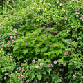 Purple Flowering Raspberry Thornless Live Plant | Ornamental Edible Shrub Zones 4-7