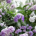 Purple Jasmine Seeds – 15 Seeds | Fragrant Purple Jasmine spp. Flowering Plant