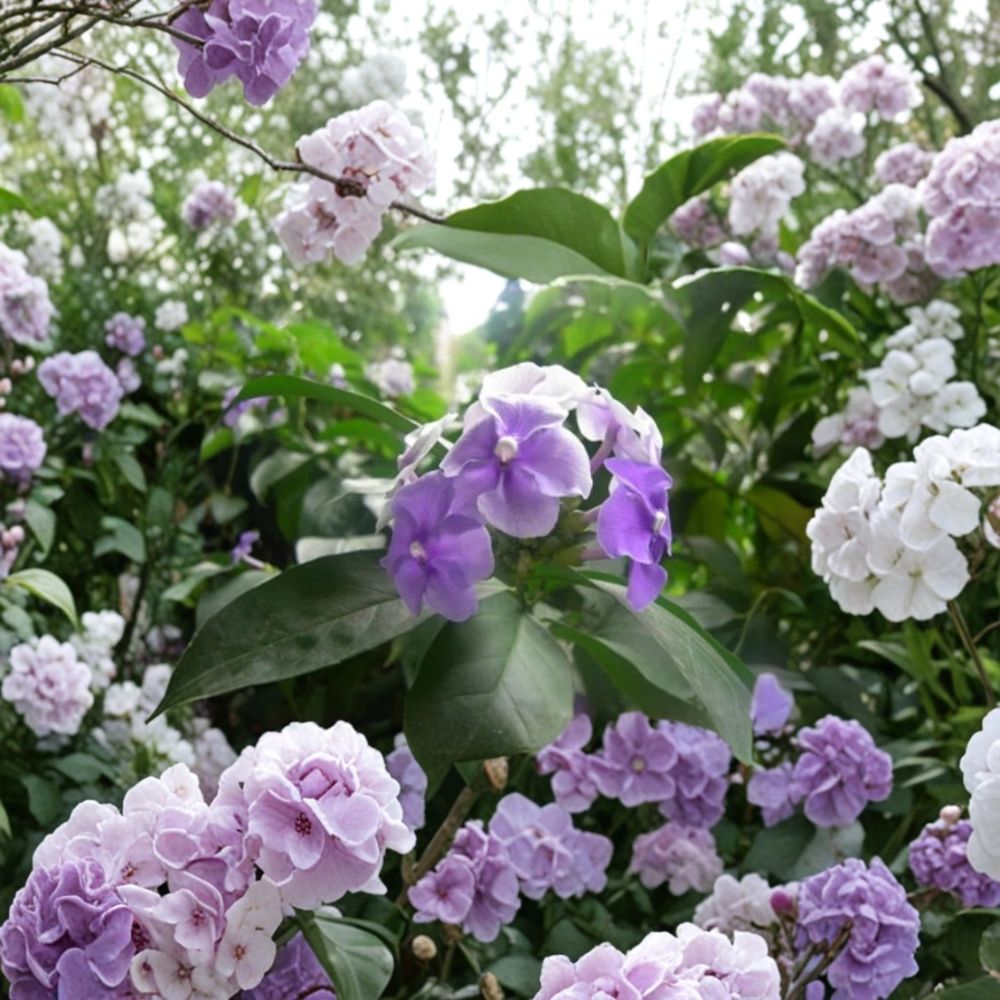 Purple Jasmine Seeds – 15 Seeds | Fragrant Purple Jasmine spp. Flowering Plant