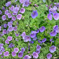 Gravetye Geranium Seeds – 25+ Premium Pelargonium Flower Seeds for Colorful Garden Blooms