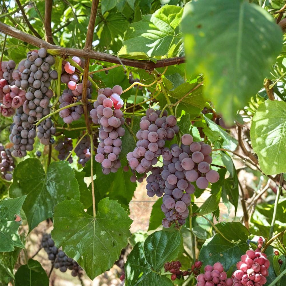 Delaware Grape Plant – Vitis labrusca Live Vine | Early Ripening Red Table Grape