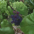 Saturn Blue Seedless Grape Vine - 2 Gallon Live Plant | Large Seedless Blue Grapes | Self-Fertile