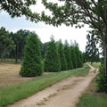 Green Giant Arborvitae Thuja plicata Live Plants 25 Pack 6–12 Inch Trees in 2.5" Pots Fast Growing Privacy Hedge Evergreen Screen