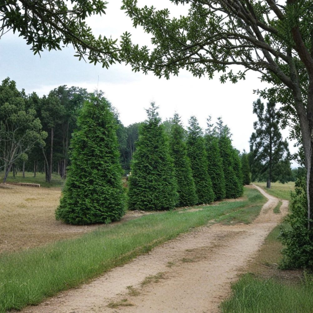 Green Giant Arborvitae Thuja plicata Live Plants 25 Pack 6–12 Inch Trees in 2.5" Pots Fast Growing Privacy Hedge Evergreen Screen
