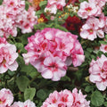 Horizon New Star Geranium Seeds - 15 F1 Hybrid Compact Zonal Geranium for Patio & Containers