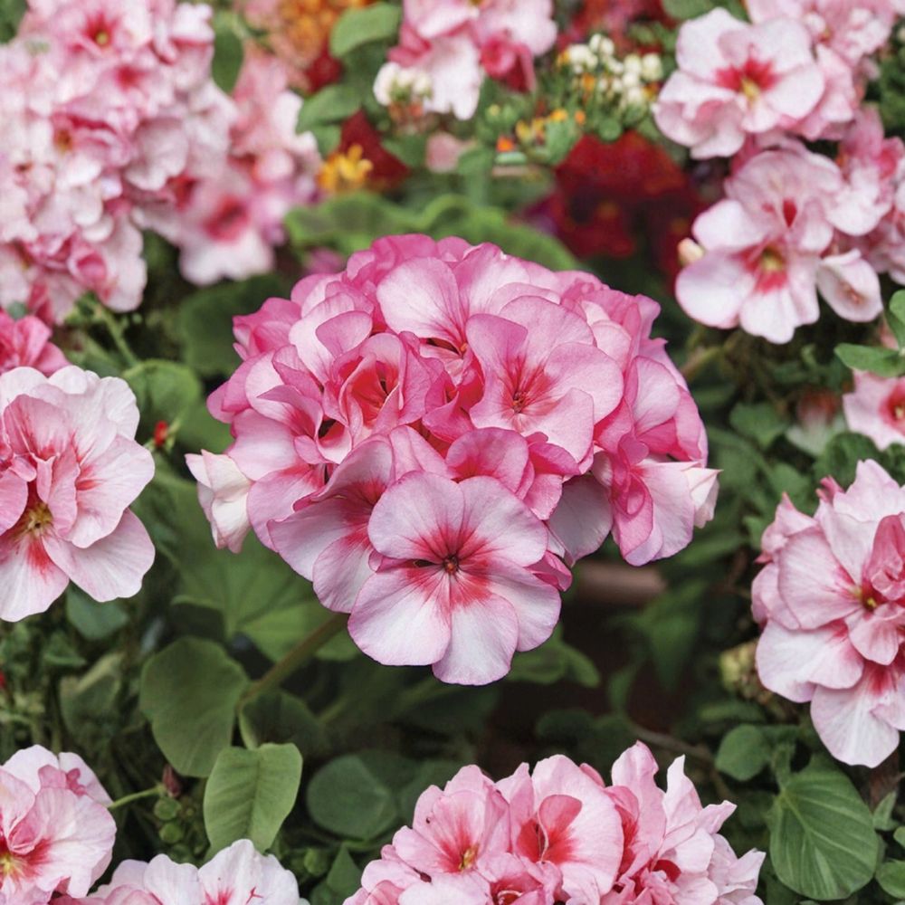 Horizon New Star Geranium Seeds - 15 F1 Hybrid Compact Zonal Geranium for Patio & Containers