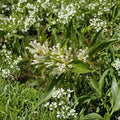 White Chocolate Jasmine Seeds – Cestrum diurnum 10 Seeds | Fragrant Tropical Shrub