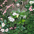 Gardenia Seeds – Cape Jasmine (Gandharaj) 100 Pack | Fragrant White Flower Shrub | Gardenia jasminoides