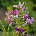 Conny Broe Geranium Seeds – Pelargonium Flower Seeds | 25+ Seeds for Vibrant Garden Blooms