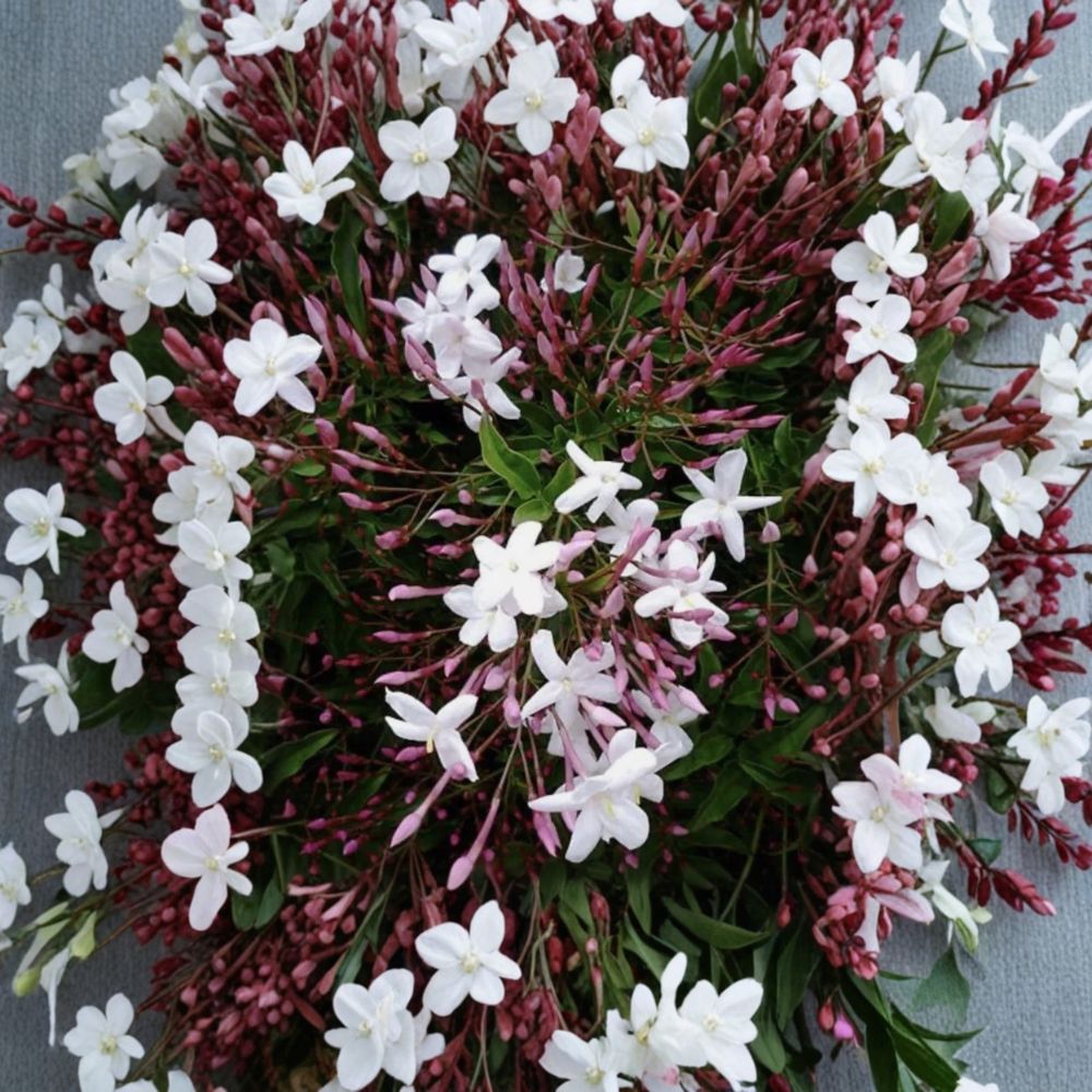 Pink Jasmine Cuttings Set of 10 – Jasminum polyanthum Live Vine Cuttings | 10 Inch Organic Fresh Cuttings