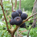 Jennybelle Serviceberry – Amelanchier obovalis Edible Berry Shrub Tree | Self-Pollinating | Zones 5–8