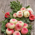 Galaxy Donut Peach Tree – Prunus persica Live Bare Root Tree | Sweet White Flesh Flat Saucer Peach
