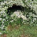 Carolina Jasmine Seeds – White Star Fragrant Evergreen Climbing Vine 100+ Pack