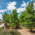 Loblolly Pine Trees Pinus taeda Set of 2 Bare Root 1-2 Ft Evergreen Privacy Windbreak
