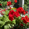 Red Geranium Cuttings - 6 Fresh Pelargonium Cuttings for Planting | Dark Red Flowers
