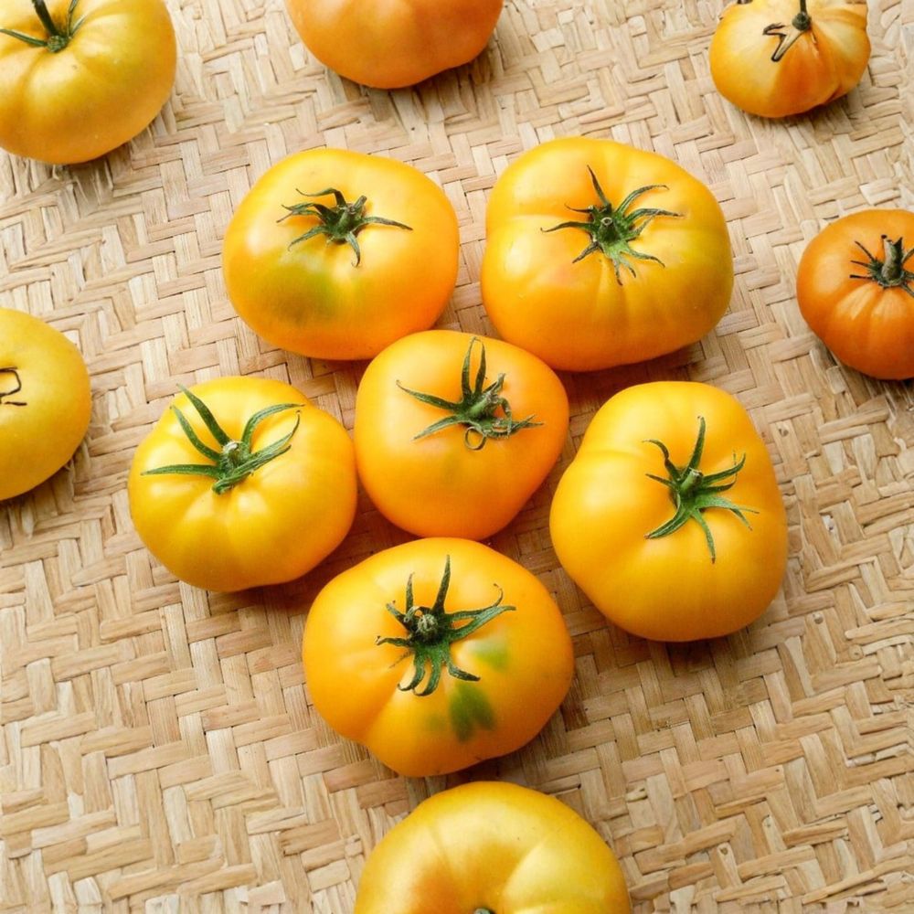 Azoychka Tomato Seeds – Organic Non-GMO Heirloom Yellow Beefsteak | 50 Seeds