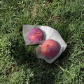 Kiyo Japanese Plum Tree – Prunus salicina Live Plant | 3 Ft Potted Large Fruit Plum