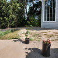 Arapaho Thornless Blackberry Plant - 1 Gallon Live Fruit Plant | Sweet Thornless Berry Bush