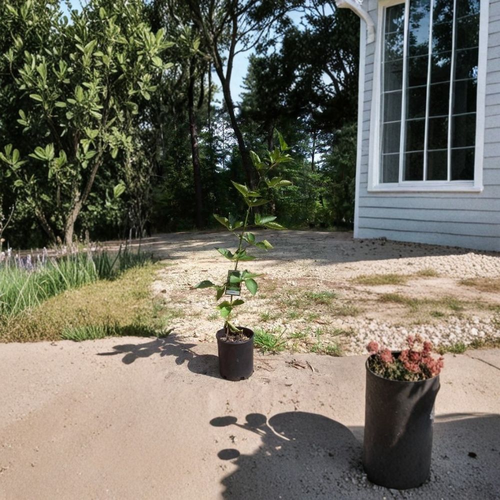 Arapaho Thornless Blackberry Plant - 1 Gallon Live Fruit Plant | Sweet Thornless Berry Bush