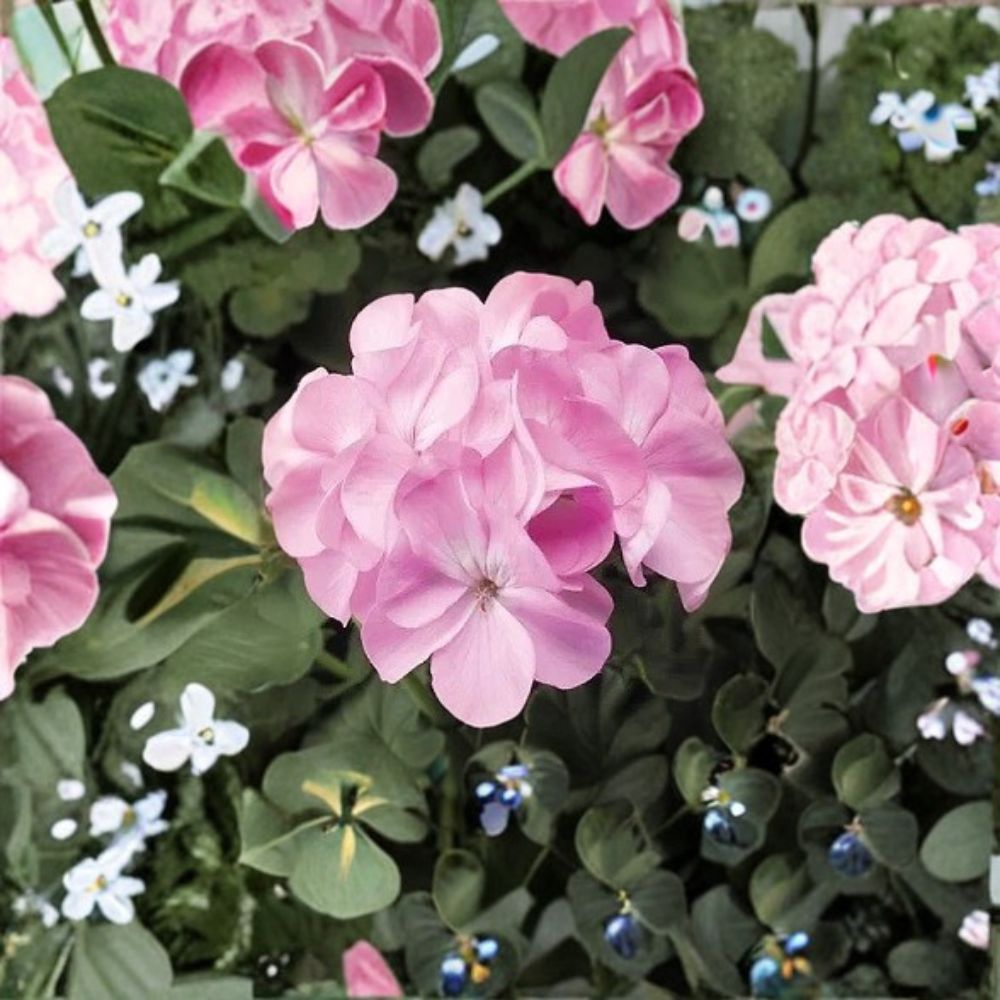 Pinto Premium Lavender Geranium Seeds – 100 Pelargonium Seeds for Pastel Lavender Blooms